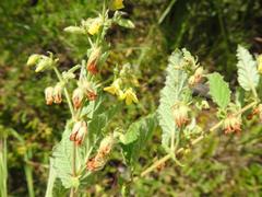 Hermannia grandifolia