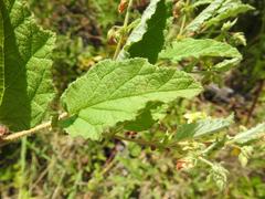 Hermannia grandifolia