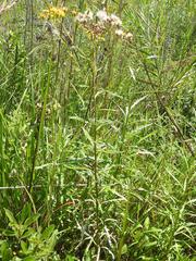 Senecio polyanthemoides