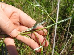 Senecio polyanthemoides