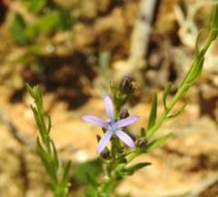 Wahlenbergia huttonii