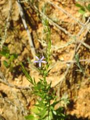 Wahlenbergia huttonii