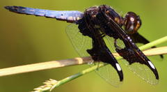 Palpopleura portia