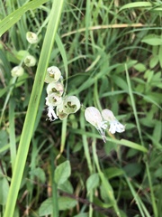 Behenantha