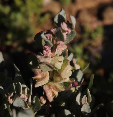 Atriplex lindleyi ssp. inflata