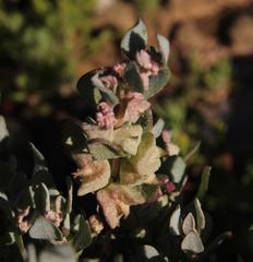 Atriplex lindleyi inflata
