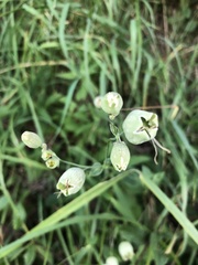 Behenantha