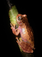 Gracixalus carinensis