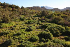 Atriplex lindleyi inflata