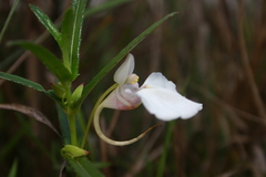 Impatiens chinensis