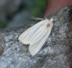 Mythimna pallens