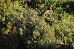 Atriplex lindleyi inflata