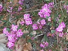 Boronia denticulata
