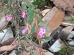 Boronia denticulata