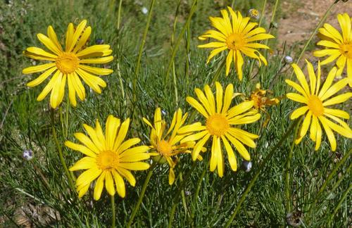 Euryops speciosissimus DC.
