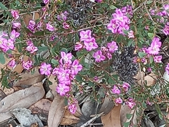 Boronia denticulata