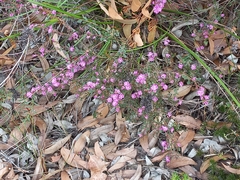 Boronia denticulata