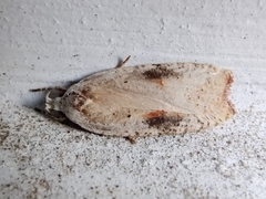 Agonopterix nervosa