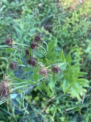 Pentanema helveticum