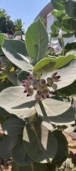 Calotropis procera