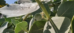 Calotropis procera