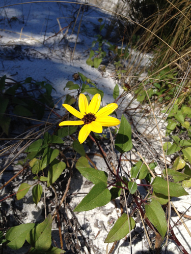 Helianthus debilis image