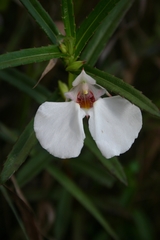 Impatiens chinensis