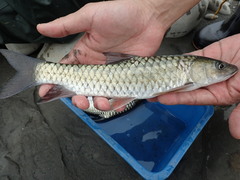 Spinibarbus hollandi