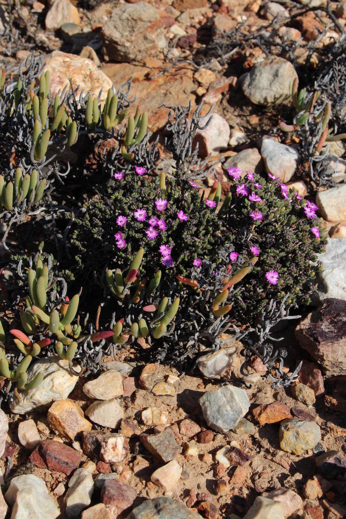 Antimima roseola, Warmwaterberg - hotwater springs outer trail: upper