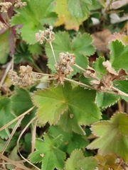 Alchemilla glaucescens