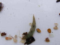 Athericidae