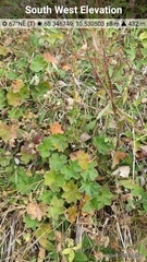 Alchemilla glaucescens