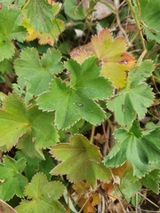 Alchemilla glaucescens