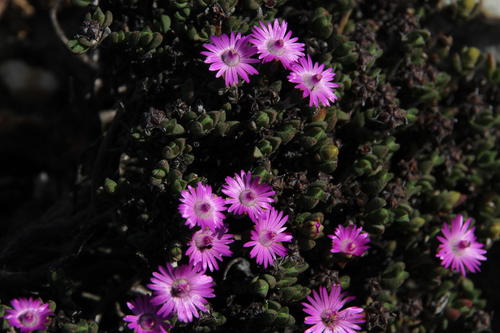 Antimima roseola