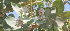 Calotropis procera