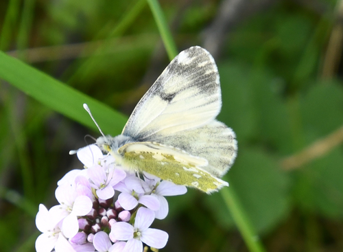 Euchloe ochracea