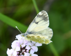 Euchloe ochracea