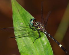 Notiothemis jonesi