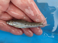 Microphysogobio alticorpus