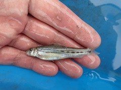 Microphysogobio alticorpus