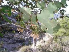 Acer granatense