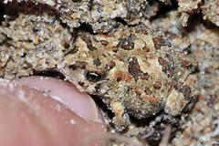 Vandijkophrynus angusticeps