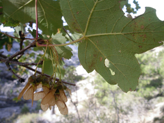 Acer granatense