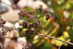 Crassula cultrata