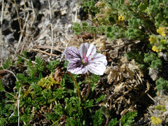 Erodium cheilanthifolium