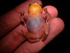 Gracixalus carinensis