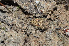 Vandijkophrynus angusticeps