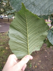 Ulmus glabra