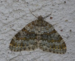 Entephria flavicinctata