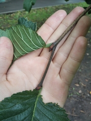 Ulmus glabra